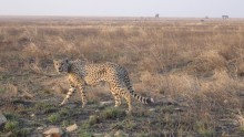 Game drive in Serengeti